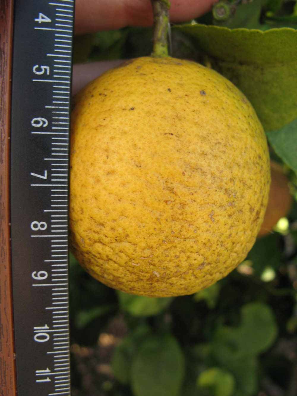            Fruit (Winter Haven, FL)   